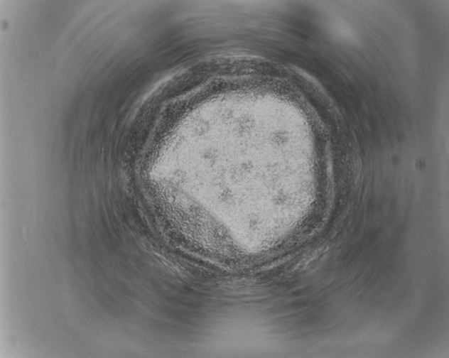 X0000076100823200610152341