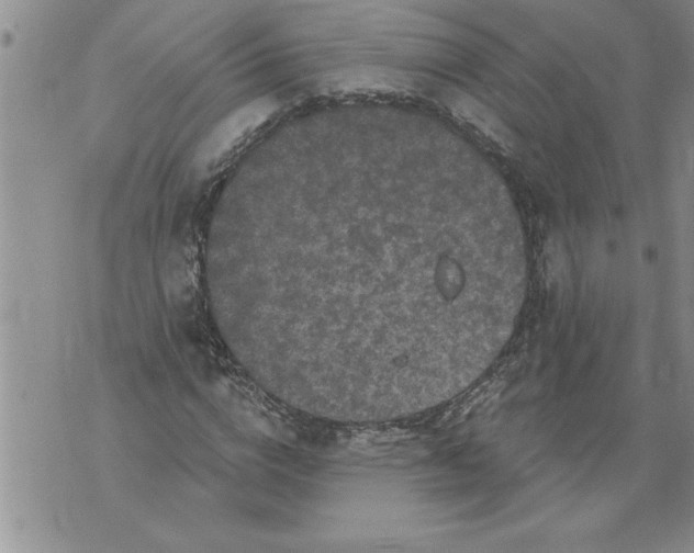 X0000076100824200610152341