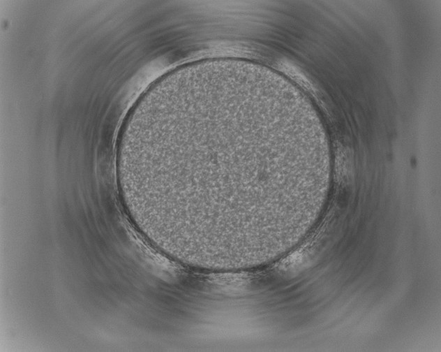 X0000076100836200610152341