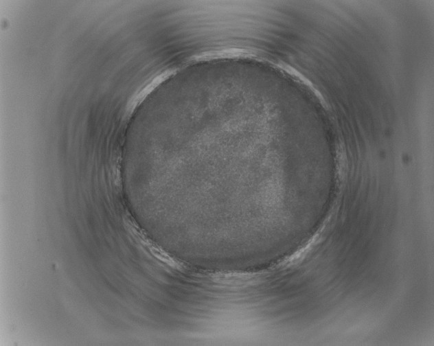 X0000076100921200610152339