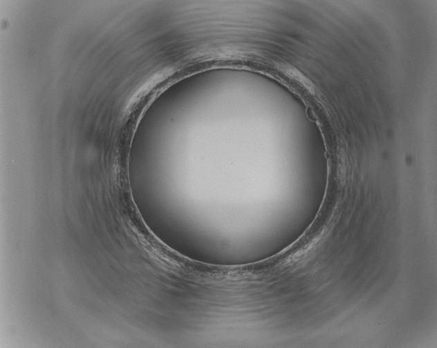 X0000076100922200610152339