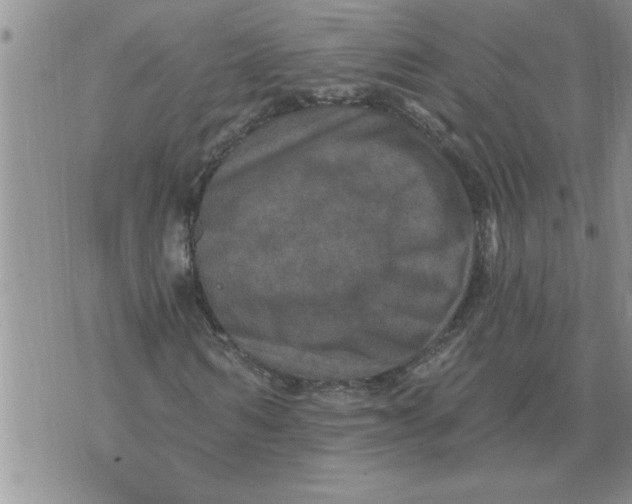 X0000076100962200610152339