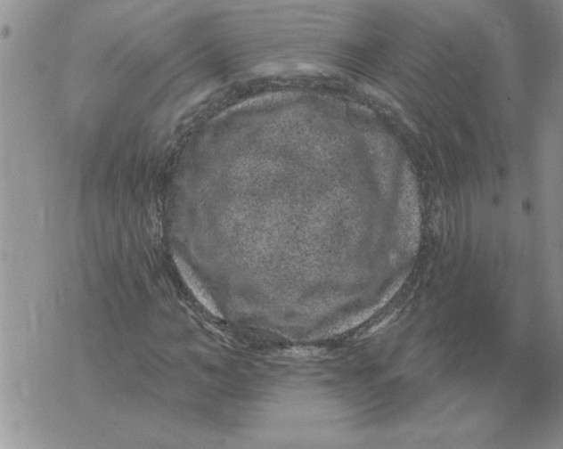 X0000076100966200610152339