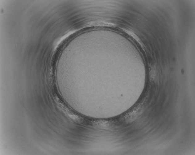 X0000076100971200610152339