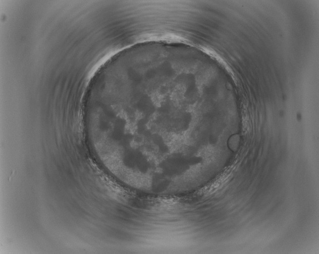 X0000076100975200610152339