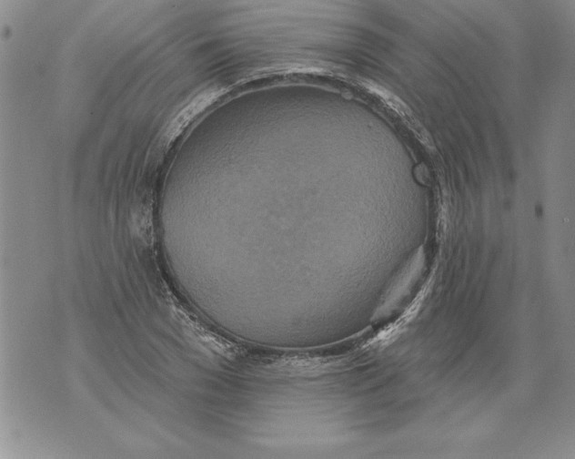 X0000076100977200610152339