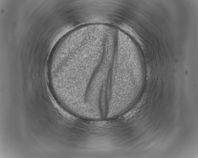 X0000076100991200610152339