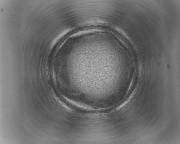 X0000076101018200610152338