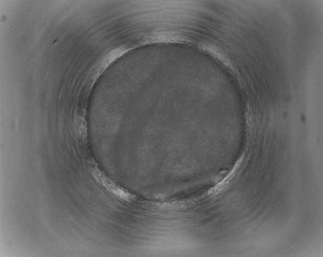 X0000076101025200610152338