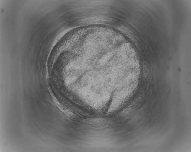 X0000076101031200610152338