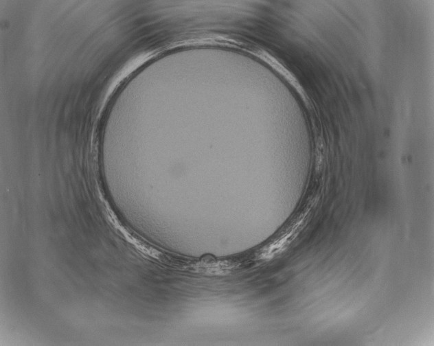 X0000076101053200610152338