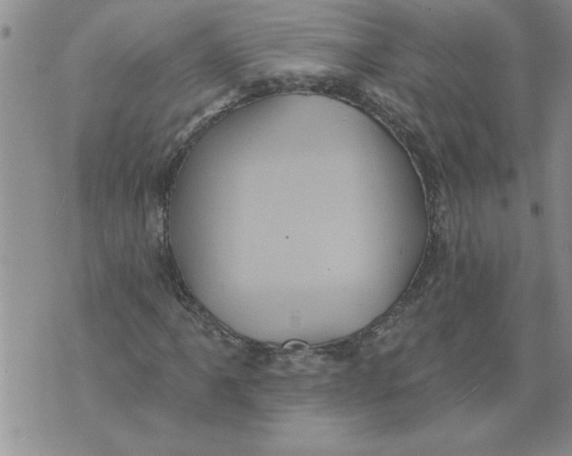 X0000076101061200610152338