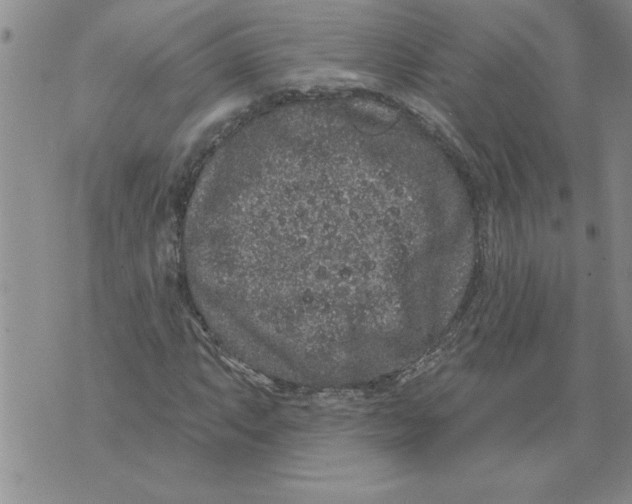 X0000076101063200610152338