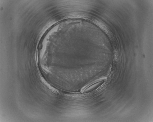 X0000076101084200610152337