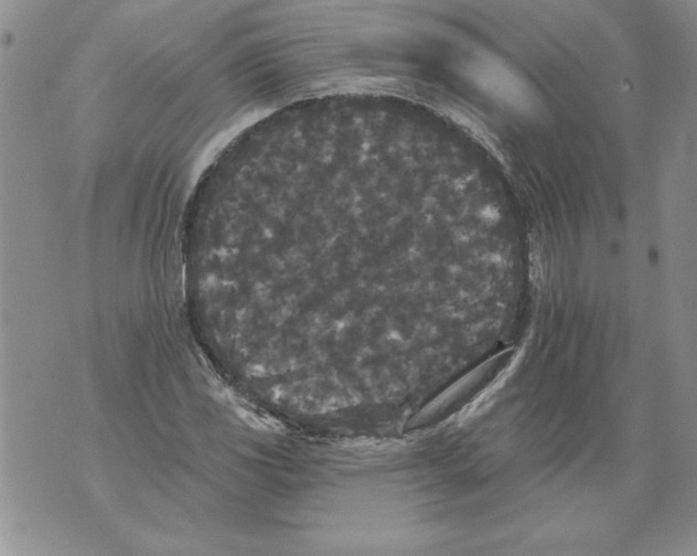 X0000076101117200610152336