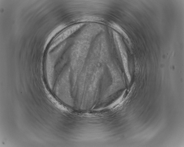 X0000076101138200610152337