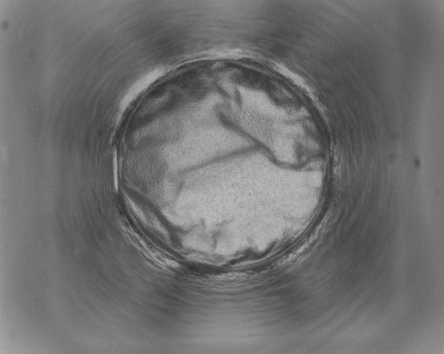 X0000076101171200610152336