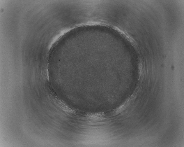 X0000076101262200610152334