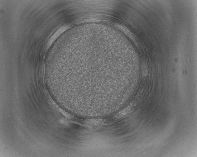 X0000076101290200610152334