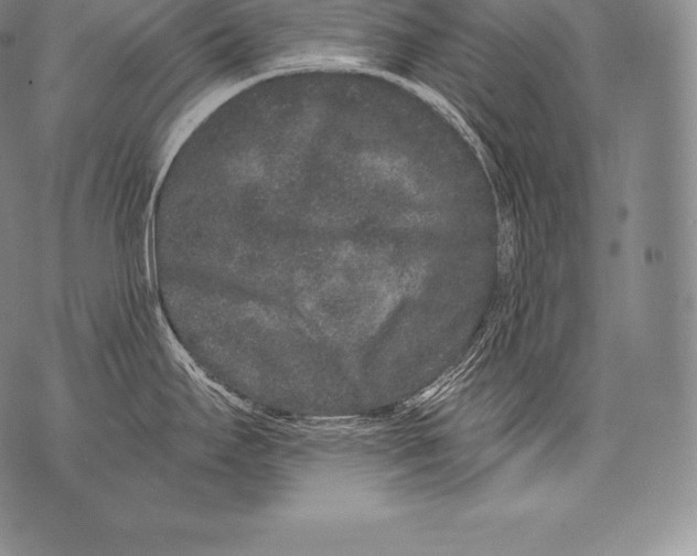 X0000076101295200610152334