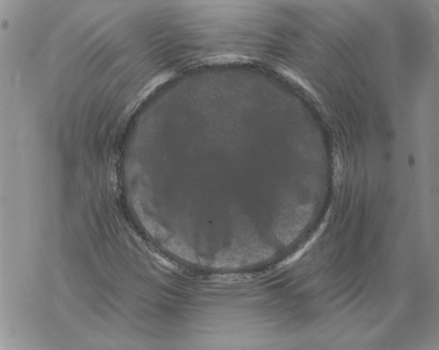 X0000076101305200610152333