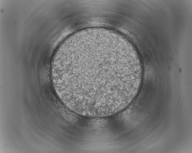 X0000076101314200610152333