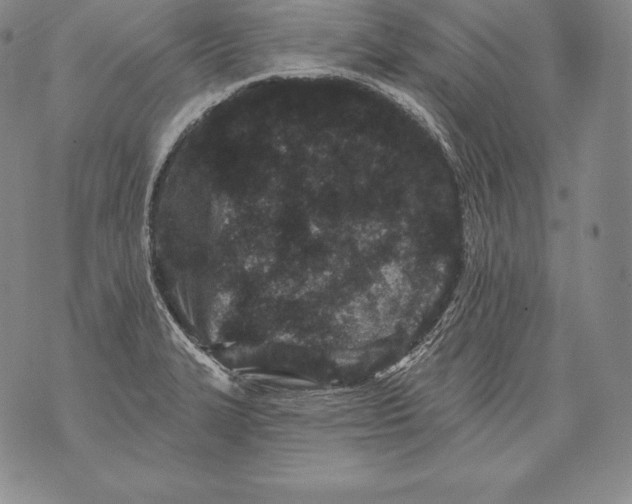 X0000076101327200610152334