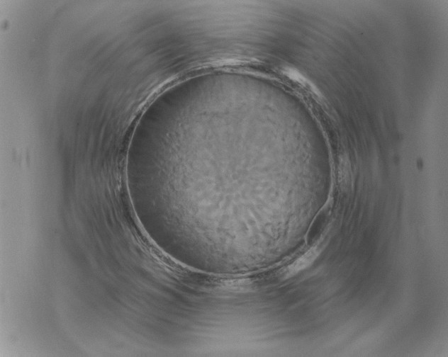 X0000076101353200610152333