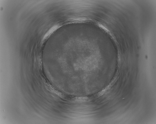 X0000076101354200610152333