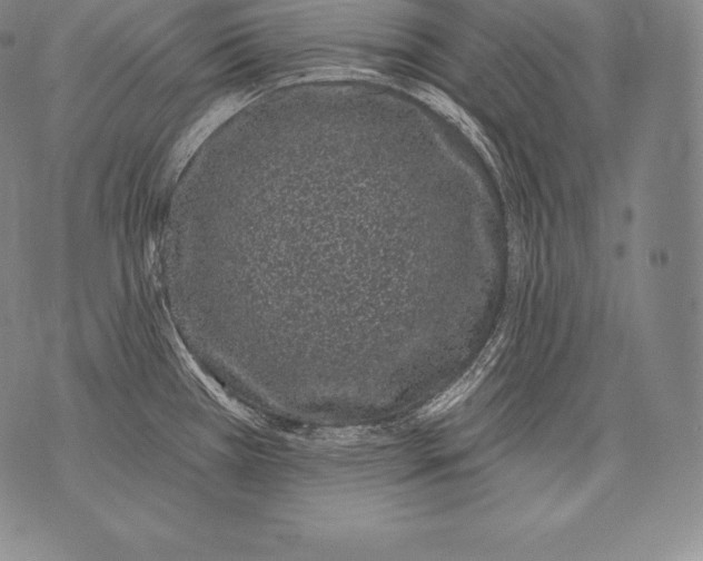 X0000076101385200610152332