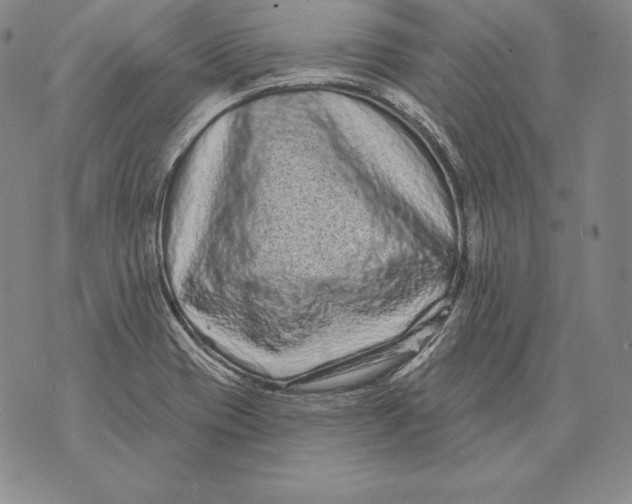 X0000076101417200610152332