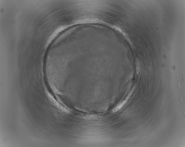 X0000076101422200610152332