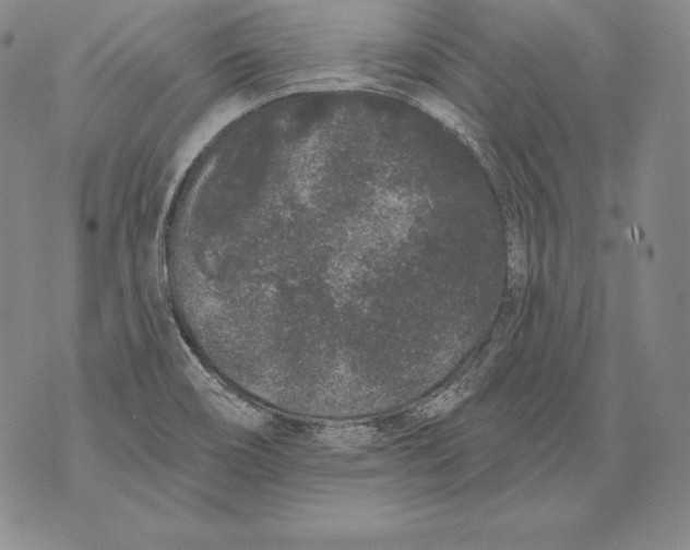 X0000076101466200610152331