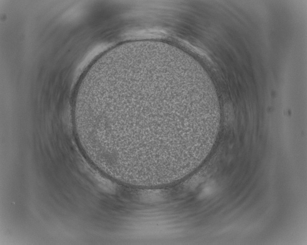 X0000076101470200610152331