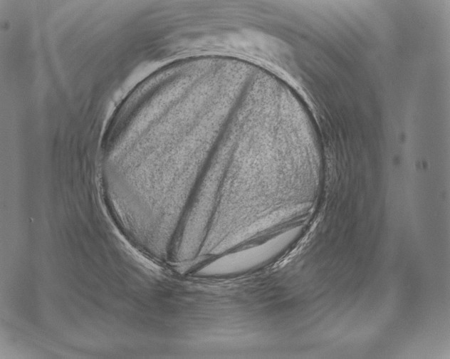 X0000076101525200610152331