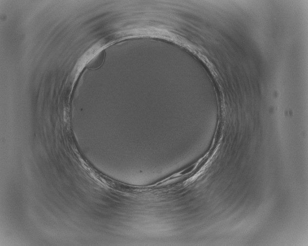 X0000076101529200610152331