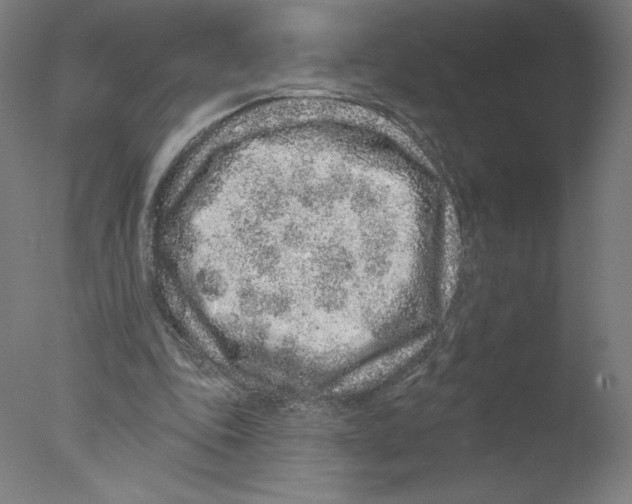 X0000076100343200610202141