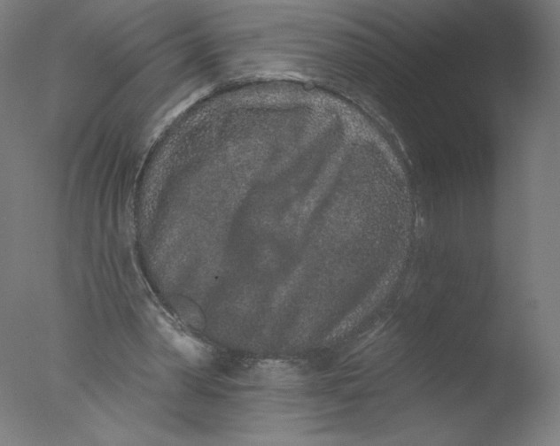X0000076100390200610202141
