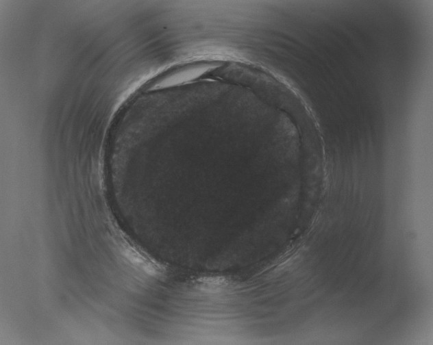 X0000076100391200610202141