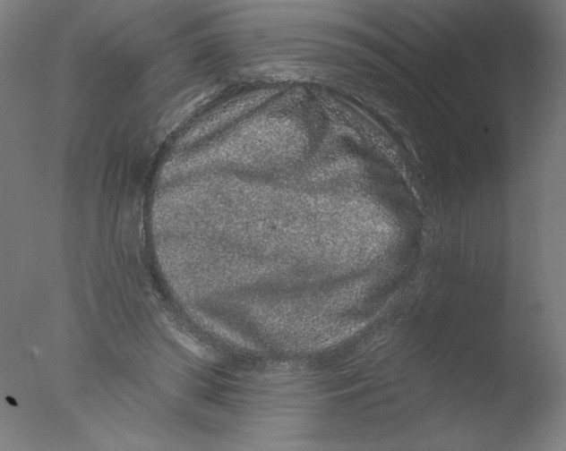 X0000076100398200610202141