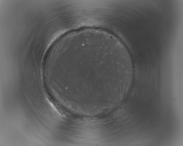 X0000076100626200610202136