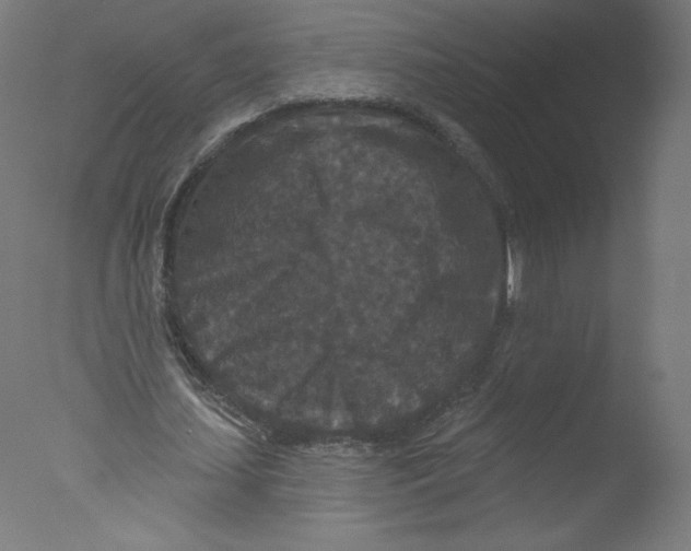 X0000076100627200610202136