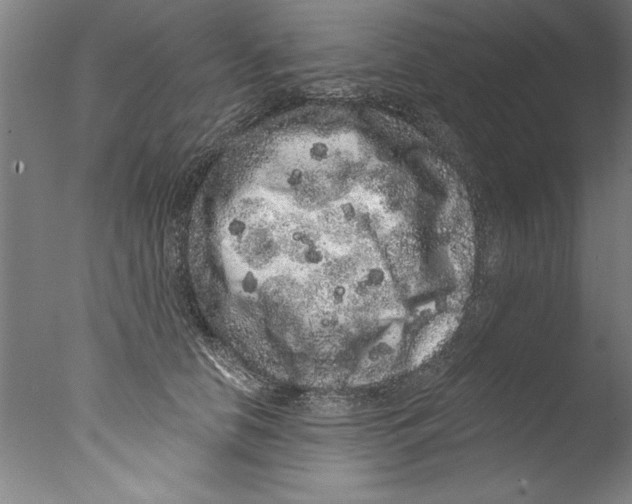 X0000076100658200610202137