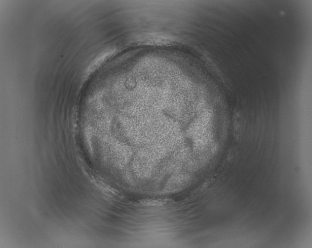 X0000076100679200610202136