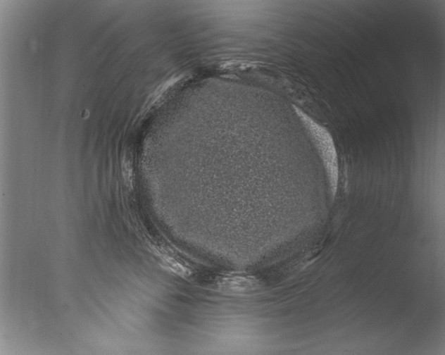 X0000076100716200610202136