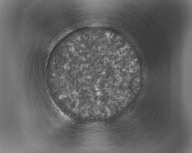 X0000076100721200610202135