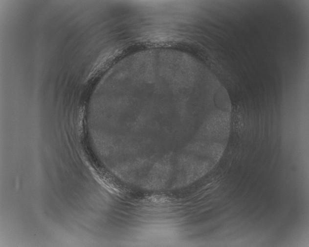 X0000076100742200610202135