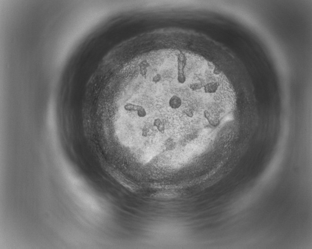 X0000076100765200610202135