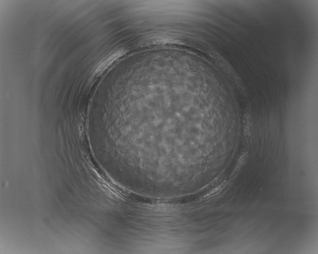 X0000076100785200610202134