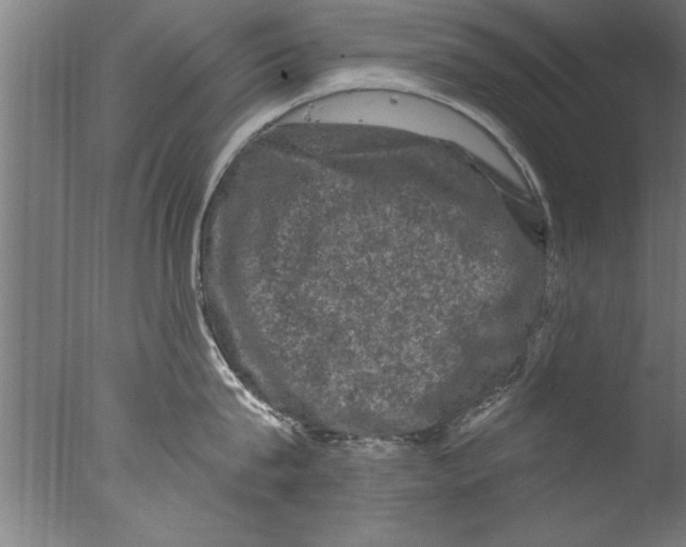 X0000076100815200610202134